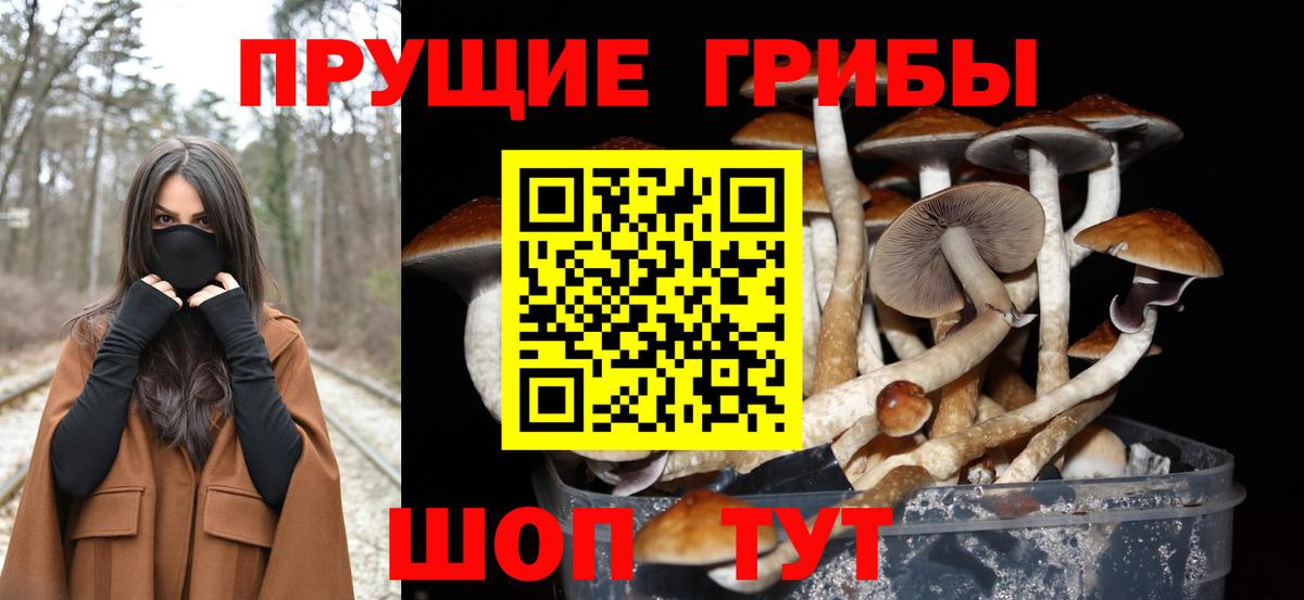 Псилоцибиновые грибы Cubensis Протвино